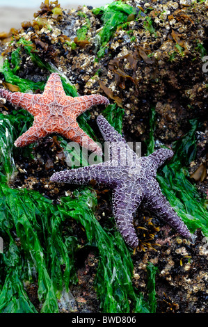 Étoile de violet et orange brin échoués hors de l'eau sur des roches couvertes d'algues vertes couvrir pacific northwest oregon usa Banque D'Images