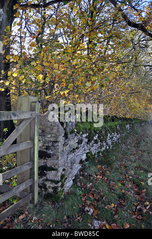 Cotswold muret de pierres sèches le long d'un chemin de campagne dans la campagne du Gloucestershire entouré de tilleuls Automne 2010 Banque D'Images