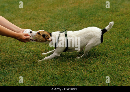 Woman holding wuffle balle avec Jack Russell Terrier jouer remorqueur une guerre avec l'État de Washington USA Marysville à billes Banque D'Images