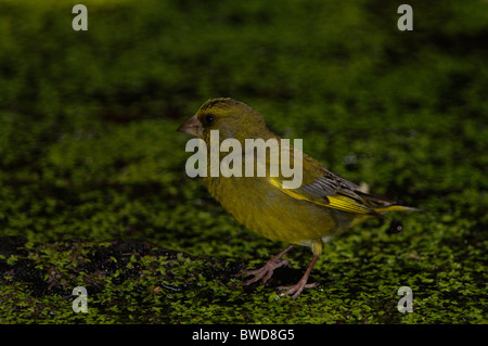 Un Greenfinch européen (Chloris chloris) perché délicatement sur une végétation aquatique flottante dans un cadre sombre et naturel Banque D'Images