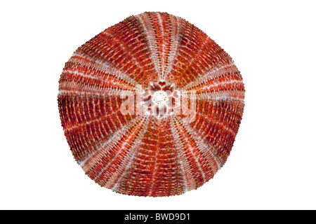 Le squelette calcaire d'une coquille d'Oursin, photographiés en studio. Coquille d'Red Sea Urchin photographiée en studio. Banque D'Images