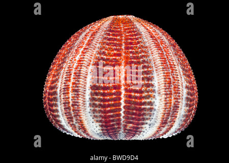 Le squelette calcaire d'une coquille d'Oursin, photographiés en studio. Coquille d'Red Sea Urchin photographiée en studio. Banque D'Images