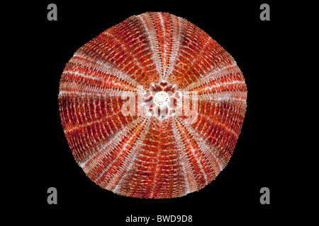 Une coquille d'Oursin (Echinus esculentus) photographiés en studio. Coquille d'Red Sea Urchin photographiée en studio. Banque D'Images