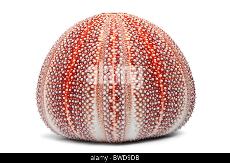 Le squelette calcaire d'une coquille d'Oursin, photographiés en studio. Coquille d'Red Sea Urchin photographiée en studio. Banque D'Images