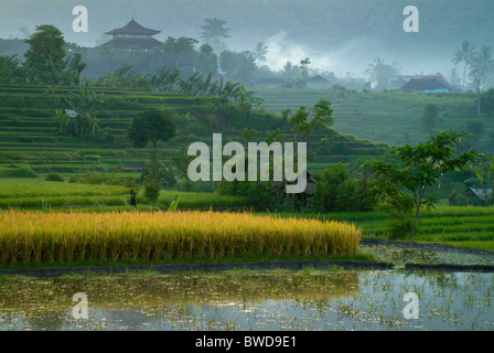 À l'aube, un temple dans le village de Sideman, Bali est entouré de rizières en terrasses. Brouillard matinal ajoute un sentiment mystique. Banque D'Images