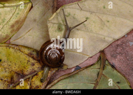 Escargot se déplaçant lentement sur une feuilles ( Inde ) Banque D'Images