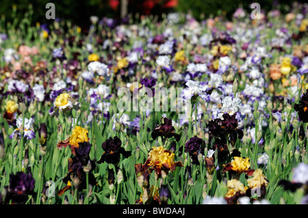 Tall bearded iris iris fleurs parterre de fleur de multiples couleurs multi beaucoup de différentes couleurs lit pérennes mixtes Banque D'Images