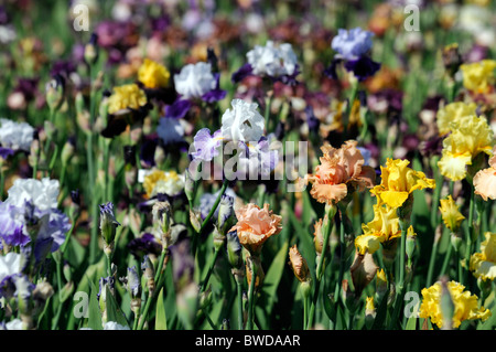 Tall bearded iris iris fleurs parterre de fleur de multiples couleurs multi beaucoup de différentes couleurs lit pérennes mixtes Banque D'Images