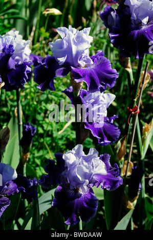 Iris world premiere fleur fleurs couleur couleur Light Blue Blue-Violet Banque D'Images