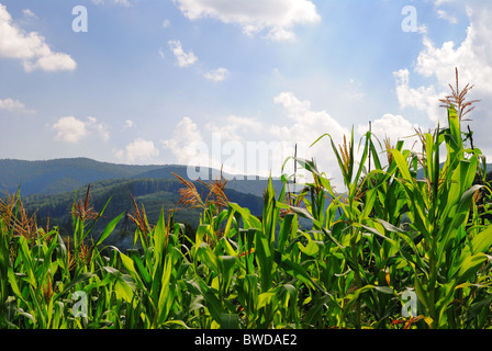 Les plants de maïs sur un versant de montagne, l'ouest de l'Ukraine, l'Europe de l'Est Banque D'Images