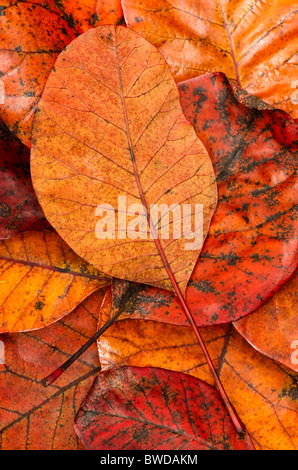 Cotinus automnales tombé ou fumer Bush, Cotinus 'Grace', les feuilles Banque D'Images