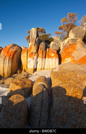 Des roches couvertes de lichen rouge au coin confortable dans la baie d'incendies, de Tasmanie Banque D'Images