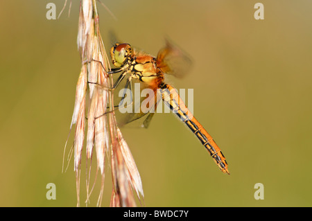 À ailes jaunes Sympetrum flaveolum dard dragonfly resting Banque D'Images