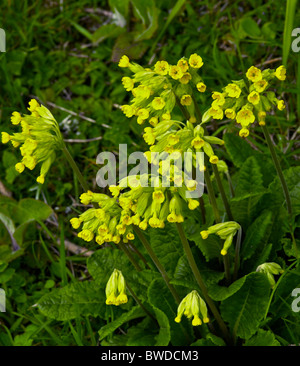 Primula veris (Coucou bleu ; syn. Primula officinalis Hill) est une plante à fleurs du genre Primula. Banque D'Images