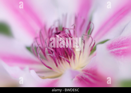 Une seule fleur rose de Clematis 'Nelly Moser' Banque D'Images
