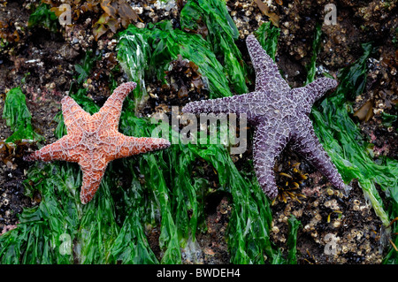 Étoile de violet et orange brin échoués hors de l'eau sur des roches couvertes d'algues vertes couvrir pacific northwest oregon usa Banque D'Images