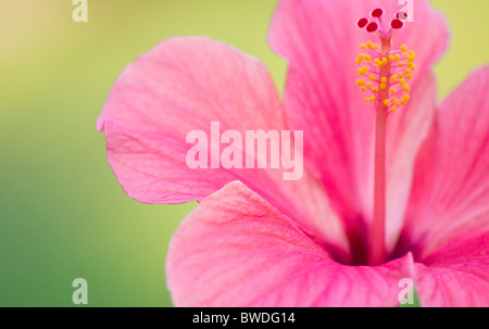 Une image en gros plan d'une fleur d'Hibiscus rose - rosa-sinensis Banque D'Images