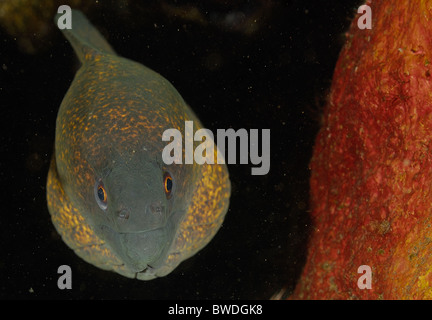 Grumes de jaune Gymnothorax flavimarginatus murène, Murenidae, Tulamben, Bali, Indonésie, Asie, indo-pacifique Banque D'Images