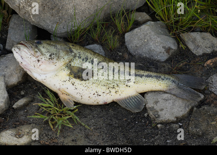 L'Achigan à grande bouche (Micropterus salmoides) capturé par un pêcheur dans un lac Banque D'Images