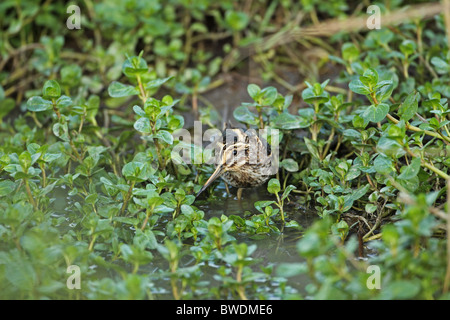 Jack Snipe (Lymnocryptes minimus) Banque D'Images