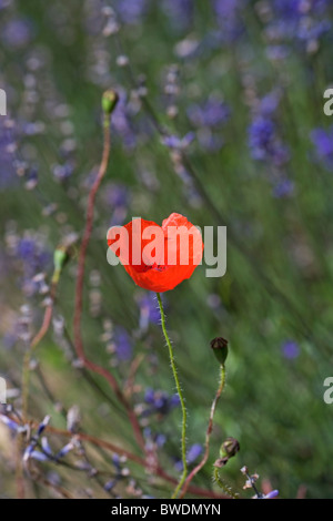 Une seule fleur de pavot de plus en plus parmi les lavandes au Snowshill Lavender Farm, Snowshill, près de Broadway, Worcestershire Banque D'Images