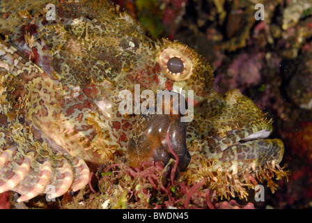 Poisson Scorpion à tête plate, Scorpaenopsis oxycephalus Scorpenidae Tulamben, Bali, Indonésie, Asie Banque D'Images