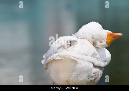 Des profils d'Embden goose (Anser anser domesticus) close-up avec de l'eau - Printemps, Flandre, Belgique, Europe de l'Ouest Banque D'Images
