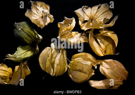 Fleurs séchées lanterne chinoise dans le noir brillant Banque D'Images