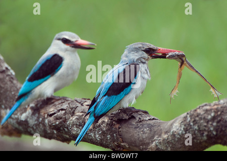 Woodland Kingfisher des profils avec chick grenouille et le parc national de Masai Mara Kenya Halcyon senegalensis Banque D'Images