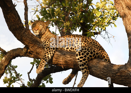 LEOPARD AFRICAINS Panthera pardus se détendre dans un arbre près de Little Vumbura camp dans le Delta de l'Okavango Banque D'Images