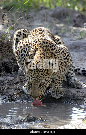 LEOPARD AFRICAINS Panthera pardus boire d'une eau sale plutôt près du chef de camp Delta de l'Okavango Banque D'Images