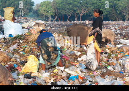 Les femmes Indiennes pauvres pickings collecte à partir d'une décharge entouré par les porcs.. L'Andhra Pradesh, Inde Banque D'Images