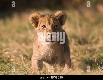 Lion cub Panthera leo article Duba Plains delta de l'Okavango Banque D'Images