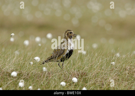 Pluvier doré Pluvialis apricaria appelant moorland Sutherland Highland Banque D'Images