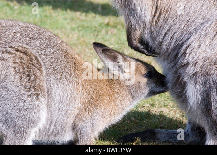 Wallaby Bennetts boire du lait des mères Joey, Yorkshire Wildlife Park, Angleterre Banque D'Images