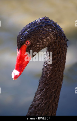 Gros plan de la tête et du cou d'un cygne noir Banque D'Images