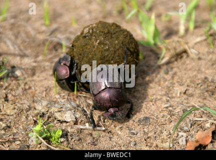 Bousier ou Scarabée, Scarabaeidae, Scarabaeoidea, Coleoptera, Hluhluwe, Afrique du Sud. Peut-être Pachylomeras fémorale. Banque D'Images