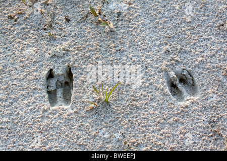 Le cerf de Virginie Odocoileus virginianus sable pistes en Floride USA Banque D'Images