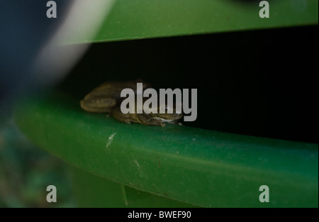 Les grenouilles s'abritant sous le couvercle du réservoir d'eau Banque D'Images