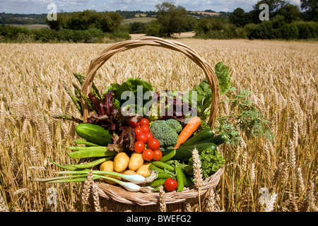 Variété de la production locale de légumes d'été dans un panier en champ de blé dans la campagne le Weald of Kent UK Banque D'Images
