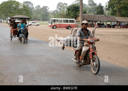 Pig transportés à l'arrière d'une mobylette, Angkor Wat, au Cambodge Banque D'Images