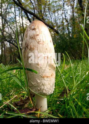 Shaggy mane champignons. Banque D'Images