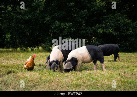 Les porcs Saddleback à Sheila Hume's Cottage Scullsgate Sissinghurst Kent UK Banque D'Images