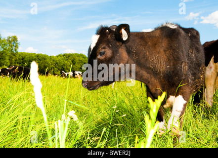 la vache sur le terrain Banque D'Images