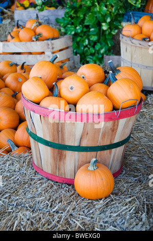 Les citrouilles sont entassés dans des paniers et caisses pour l'achat à un marché fermier local. Banque D'Images