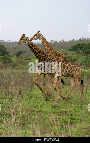 L'Afrique du Sud, Giraffe Giraffa camelopardalis giraffa, Giraffidae. La Réserve Hluhluwe-Umfolozi, Kwazulu Natal, Afrique du Sud. Banque D'Images