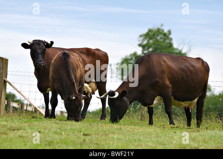 Les vaches Gloucester in grassy field sur journée ensoleillée Banque D'Images