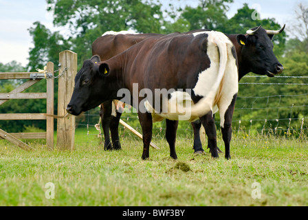 Les vaches Gloucester in grassy field sur journée ensoleillée Banque D'Images