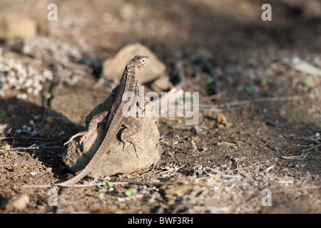 Lava Lizard Galapagos (Microlophus albemarlensis), femme de l'île de Santiago, Galapagos. Banque D'Images