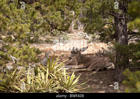 Jeune cerf mulet Odocoileus hemionus reposant à l'ombre dans le Parc National du Grand Canyon Arizona USA Banque D'Images